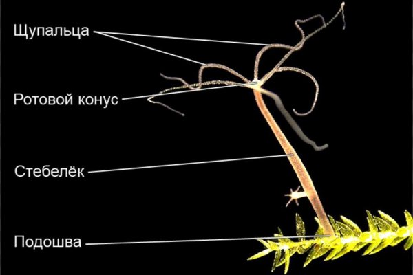 Кракен современный даркнет